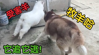 不务正业，我家二哈喜欢上了牧羊！
