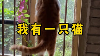 我有一只猫睡觉从不打呼噜