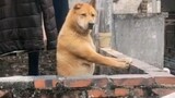 When I went home for the Chinese New Year, I found that the dog uncle and cat aunt next door had all