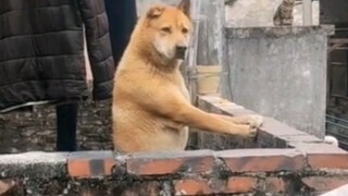 Saya pulang ke rumah saat Tahun Baru Imlek dan menemukan bahwa anjing, paman, dan bibi di sebelah se