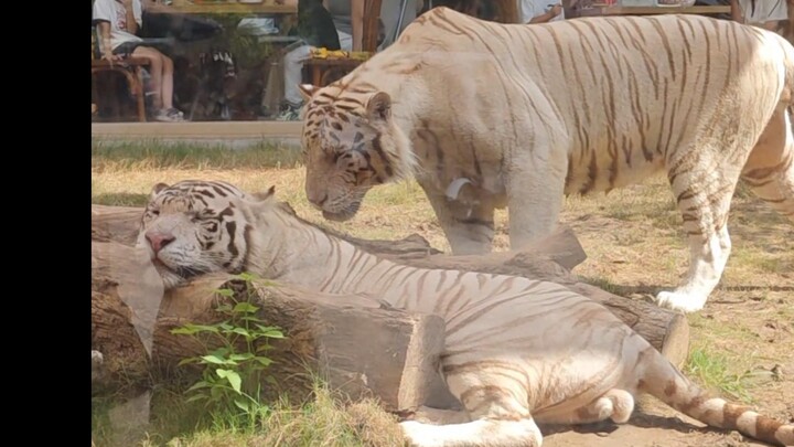 No matter what animal it is, it doesn't bother doing bad things.