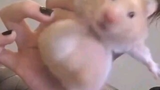 “本视频只有幸运的人才能看到”