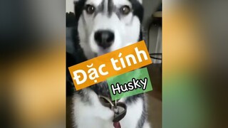 Trả lời  Đặc tính husky cho những bạn muốn nuôi nha!! 😍😍thucung pet chó chó_cưng thucungvuinhon thucungcute