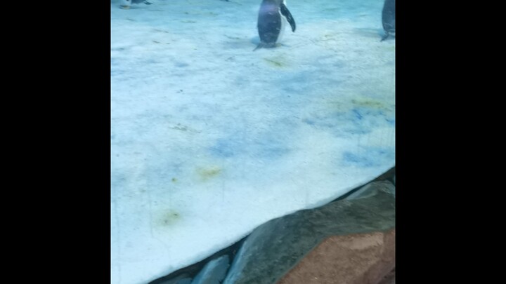 企鹅