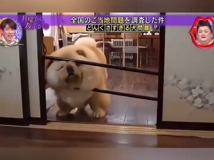 فريق برنامج يوم الاثنين يجري مقابلة مع جرو بليد للغاية