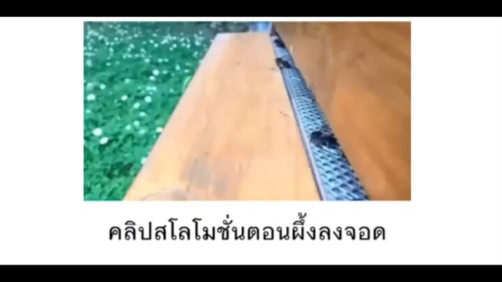 คลิปสโลโฒชั่นตอนผึ้งลงจอด