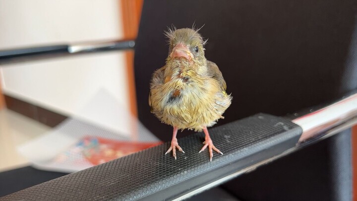 การได้ของฟรีไม่ดีหรือไง? คิดแต่จะหนีอยู่เรื่อย