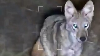 Overseas Hunter x Hunter clears coyotes from the farm