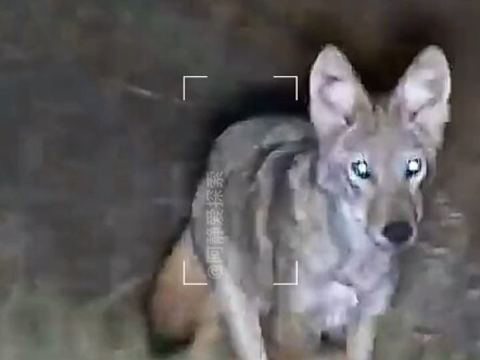 صيادون أجانب ينظفون المزارع من حيوانات الكوجر.