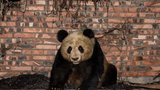 [Wild panda] Ya'an, Sichuan. Panda makes itself comfortable at a villager's house. Delights everyone with its cuteness