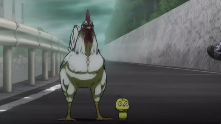 anak ayam dari rooster fighter