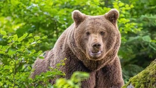 ทำความรู้จักหมีน่ารักหลากหลายชนิดในหนึ่งนาที คุณรู้จักกี่ตัว?