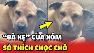 Cô gái mang danh "BÀ KẸ" của xóm vì có sở thích CHỌC CHÓ 😂 | Yêu Lu