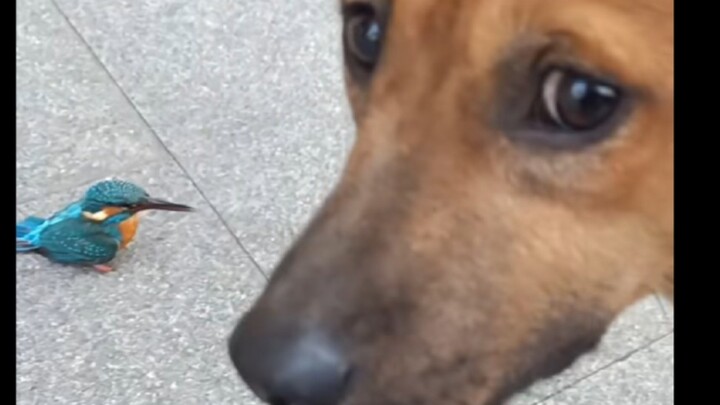 I ran into a bird while walking my dog—what a pity!