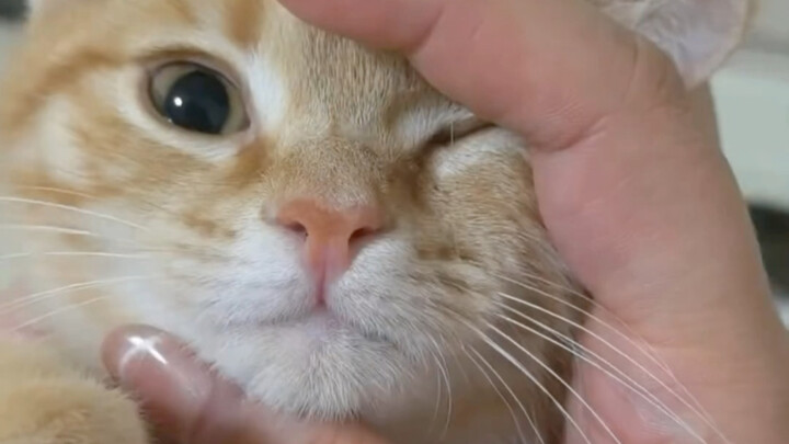 When your kitten acts cute, stroke its chin!