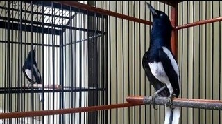 adu gacor kacer juara // dunia hewan