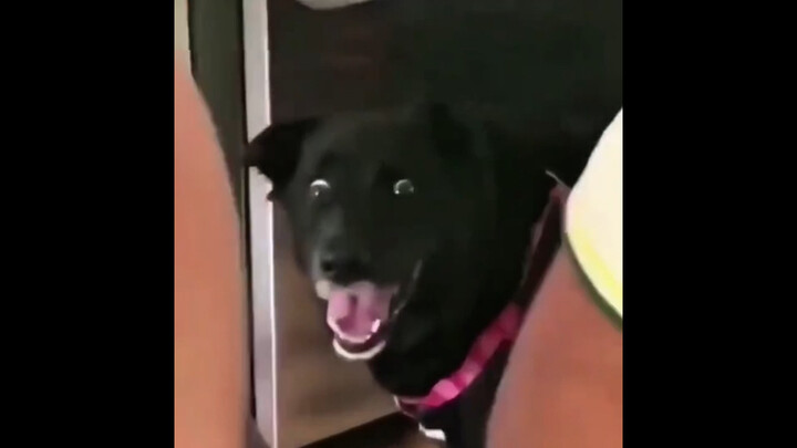 "Momen Membuat Hewan Tak Berkata-kata"