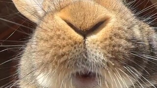 استمتاع خالص بـ ASMR في عطلة نهاية الأسبوع: أرنب يقرقع شفتيه.