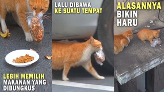 MASYAALLAH! Kucing Ini Selalu Membawa Pergi Makanan yang Diberi, Alasannya Bikin Terharu