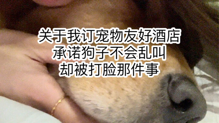 Cách hạ gục chú cún hay “mồm mép” chỉ trong một chiêu