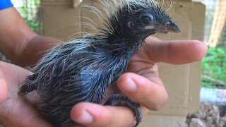 Sống Lố 24h Trong Chuồng Chim - 7 Ân Thúi Quắc