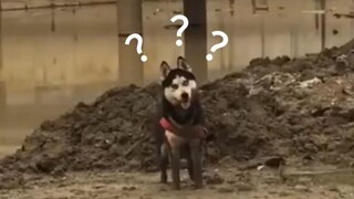Animal confused behavior-06