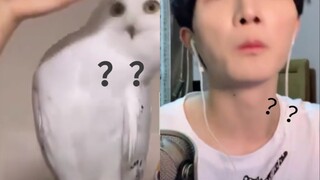 Membahas kesamaan Zhou Shen dengan burung hantu ʘᴗʘ [Sepenuhnya identikへ(゜∇、°)へ