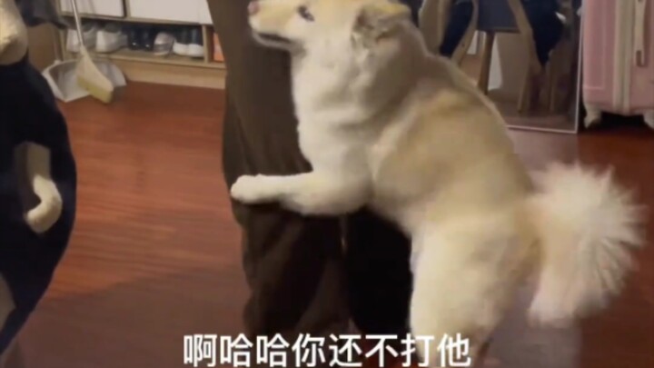 Dog: I’ve conquered you!