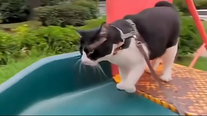 funny pets video - top amazing 006