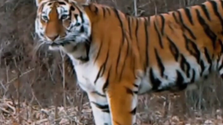 Tanah para dewa, Dewa Gunung kembali! #Harimau Siberia