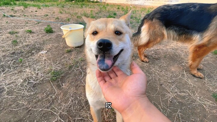 A vegetable garden, two dogs, this life is easy and happy
