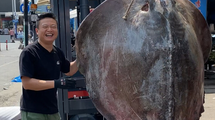 A giant manta ray over 3 meters long, 1.8 meters wide, and weighing 200–250 kilograms! Absolutely mi