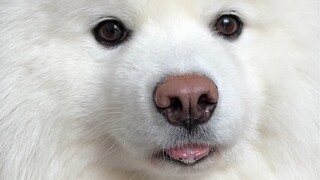 Little dog Benben is clumsy, but he loves you.