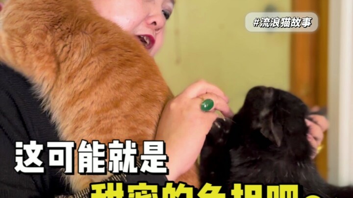 Ada beberapa kucing yang sebaiknya tidak diadopsi! Karena kondisinya selalu sakit!
