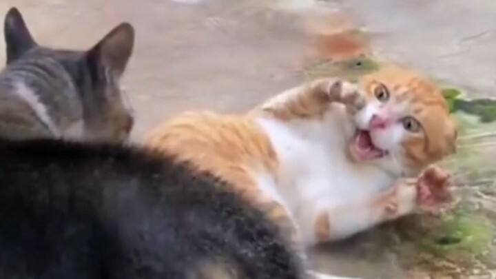 “Go be a cat, a cat that defies definition!”