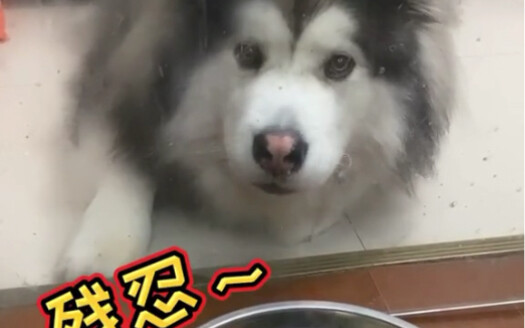 ถ้ายังไม่เปิดประตูอีก กลัวมันจะพุ่งออกมาตีฉันจริงๆ เลย