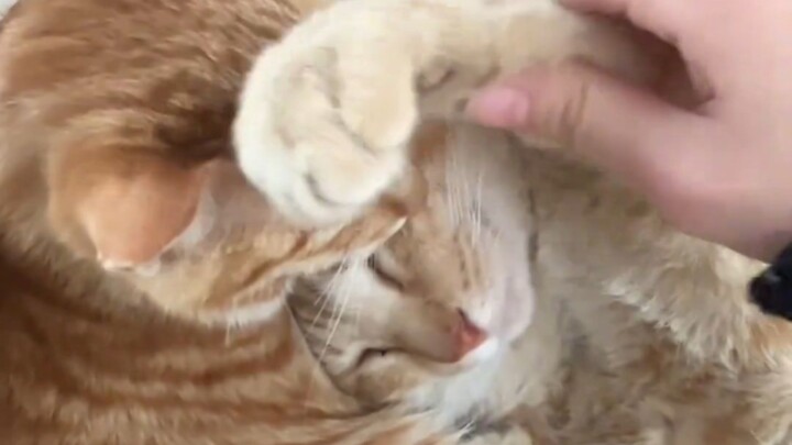 Jadi kucing memang bisa mengerti apa yang kita bicarakan. Aku cuma pengen ngelus rambutmu sebagai co