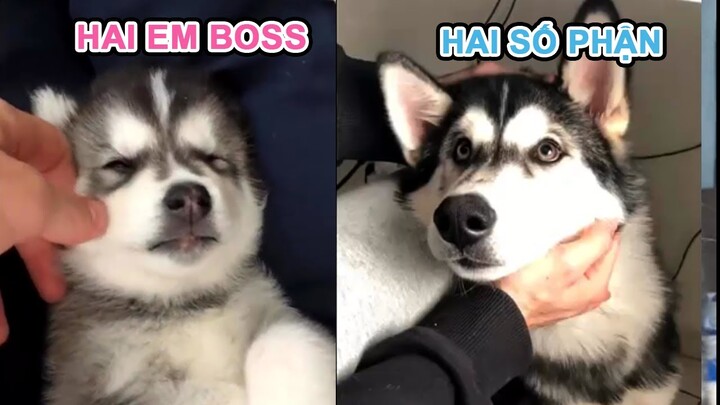 BOSS nhỏ nhìn dễ thương quá BOSS lớn NGÁO | Milu The Dog