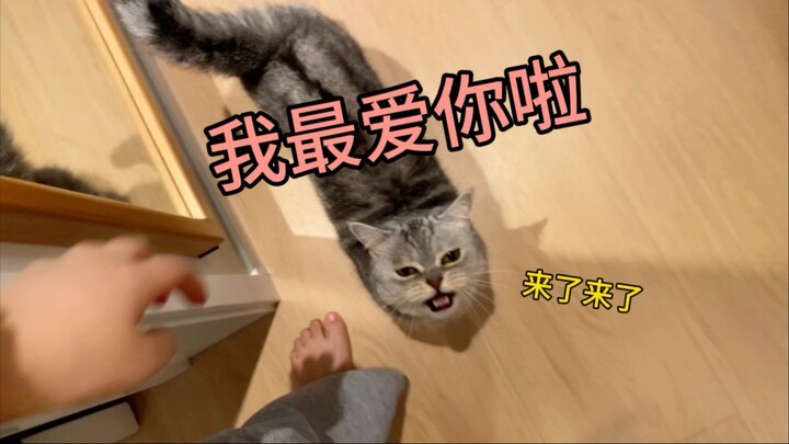 Hạnh phúc quá chừng luôn á? Cảm nhận được cảm giác được cưng chiều hết mực chỉ qua một chú mèo!