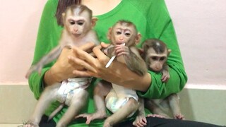 Poor Mommy taking care the three monkeys