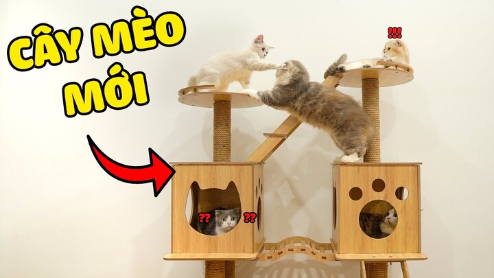 MÌNH ĐÃ MUA 1 CÂY MÈO MỚI CHO CÁC BÉ MÈO  | The Happy Pets #106