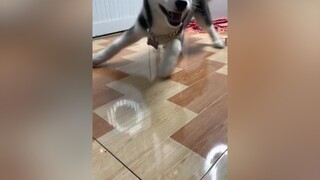 Bắp said: T bị ngáo chứ đâu có bị khùm, m bậy quá Sen🌚pet husky alaska bapthui bapluoc01 dog thucung fpyシ tiktok