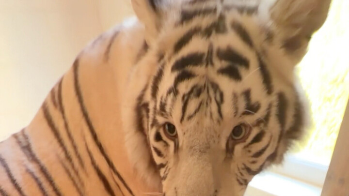 🦓: Are you polite? 😓