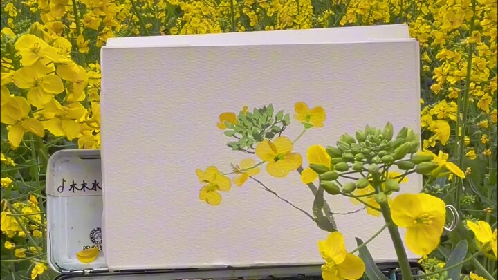 【สีน้ำ】วาดภาพนอกสถานที่ ดอกเรพซีด (ผักกาดหัว)