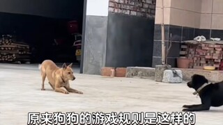 Ternyata aturan main anjing itu seperti ini rupanya