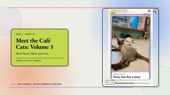 Siamese Cat Café #07 — Meet the Café Cats: Volume 3 + Meet the Café Cats: Volume 4
