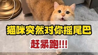 If a cat suddenly wags its tail at you, you should run away