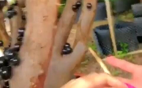 นี่คือต้นองุ่นบราซิล jaboticaba ผลไม้เป็นผลไม้เล็ก ๆ