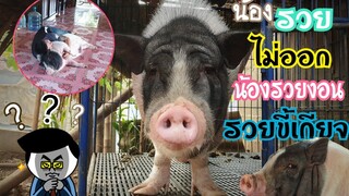 🐷น้องรวยไม่ยอมออกจากที่นอนที่ไงดี?🙄