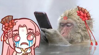 主播是从什么时候开始变成马楼的呢？